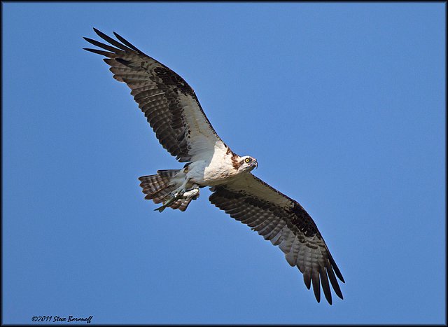 _1SB0060 osprey with fish.jpg